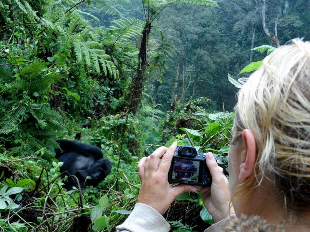 Reiziger fotografeert een berggorilla in het regenwoud tijdens een groepsrondreis door Uganda en Rwanda.