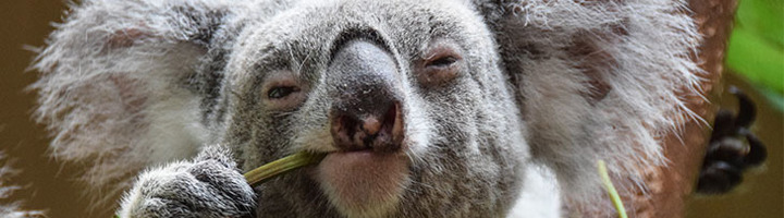 Koala die eucalyptusbladeren eet tijdens een reis door Australië.
