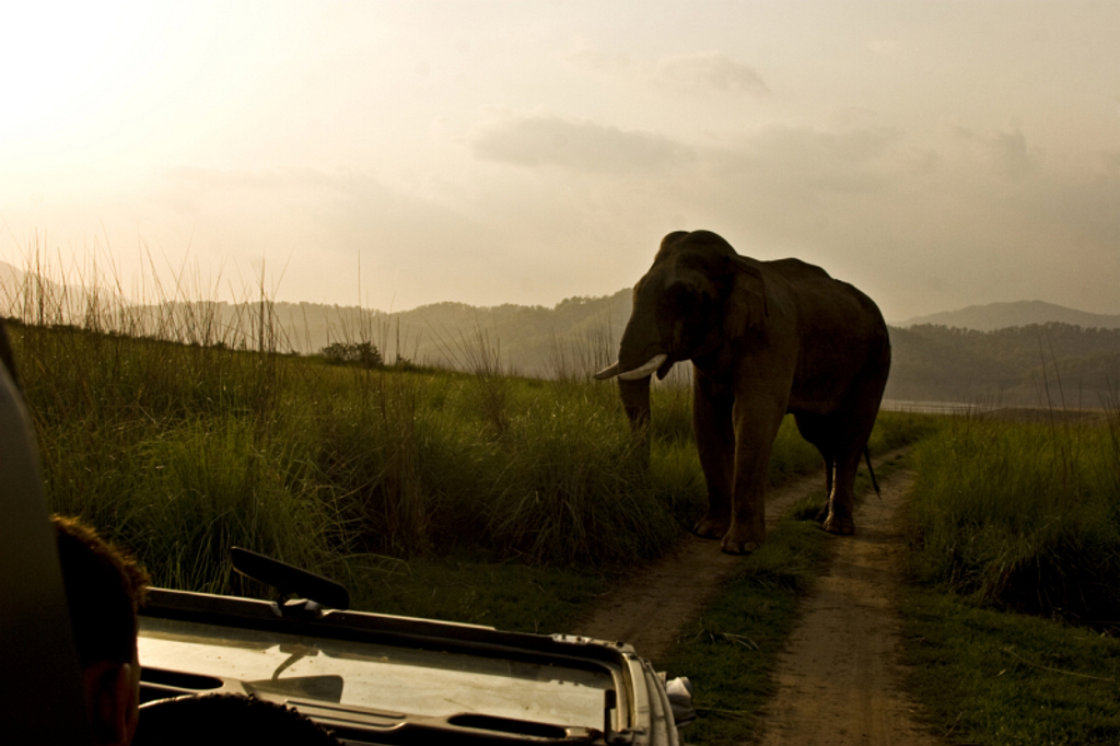 Olifant op zandpad in natuurgebied tijdens safari in India.