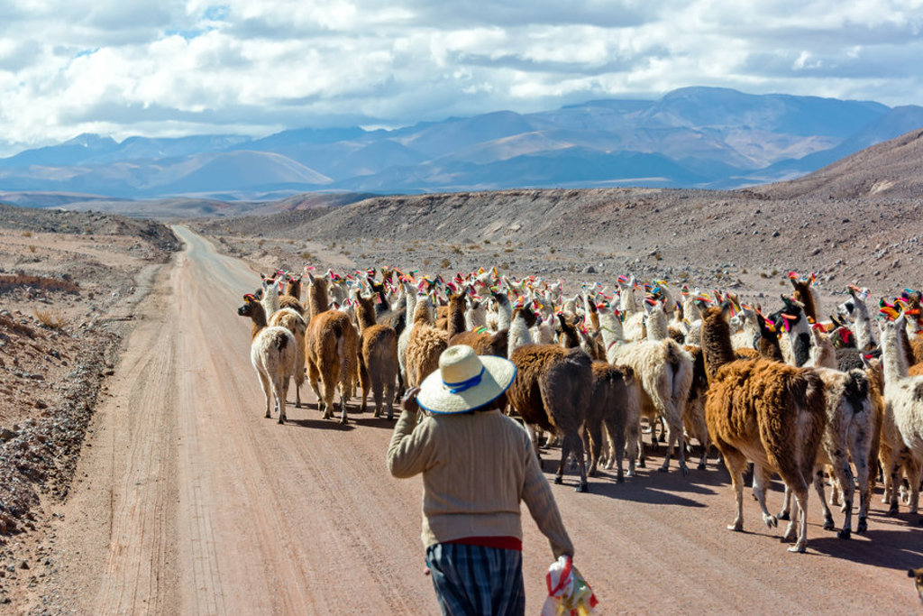 Lama’s met kleurrijke oormerken op een zandweg in de Andes tijdens een groepsrondreis Bolivia en Chili.