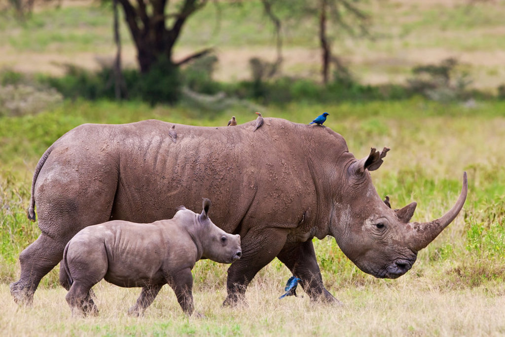Witte neushoorn met jong op de savanne tijdens groepsrondreis Kenia, Tanzania en Zanzibar.