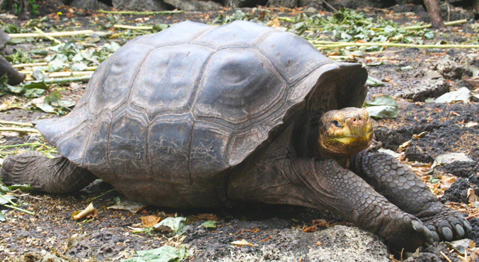 Grote landschildpad op rotsachtige grond tussen bladeren.