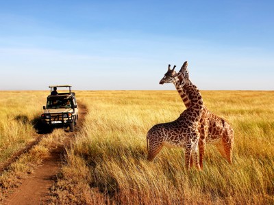 Safari-jeep op de savanne met giraffen tijdens de route Kenia en Tanzania.