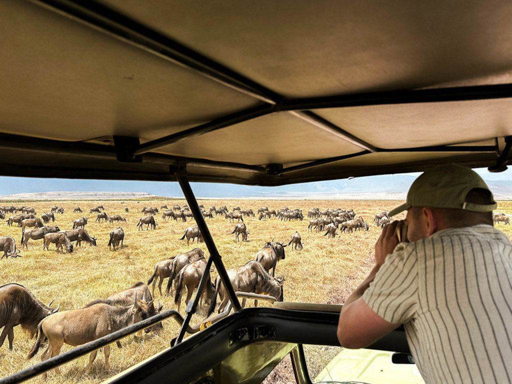 Safari in Kenia & Tanzania: reiziger in jeep bekijkt een grote kudde gnoes op de savanne.
