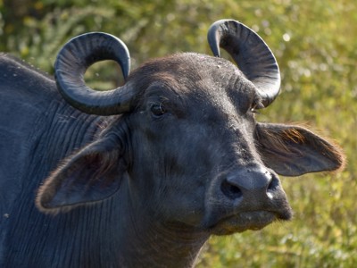 Close-up van een waterbuffel in het groen tijdens de route Sri Lanka en Malediven.