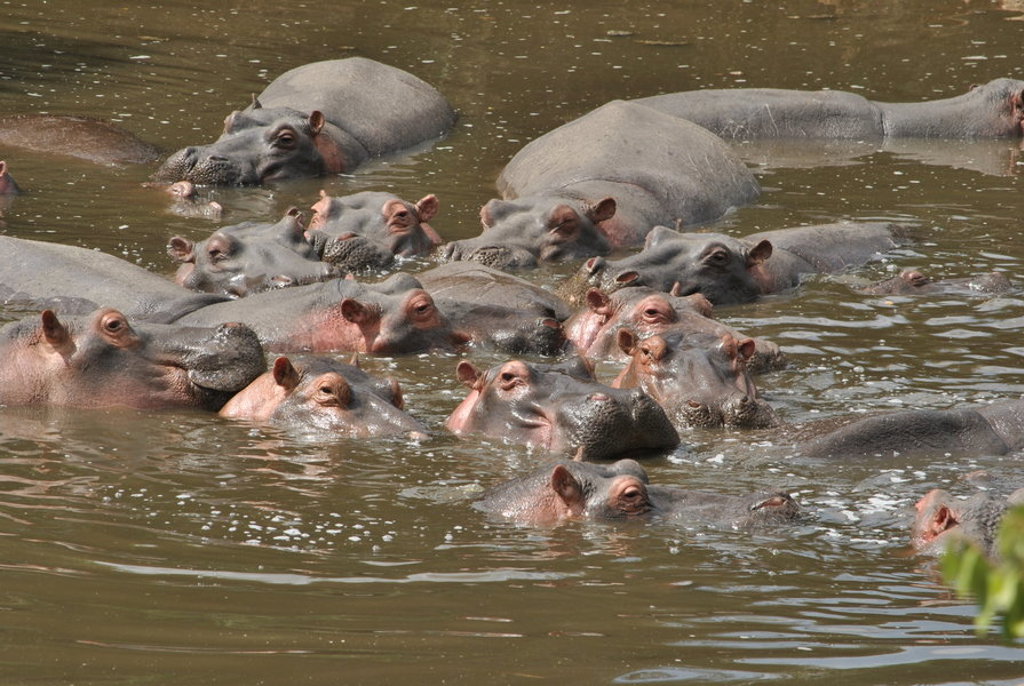 Groep nijlpaarden in het water tijdens een familiereis Tanzania en Zanzibar.