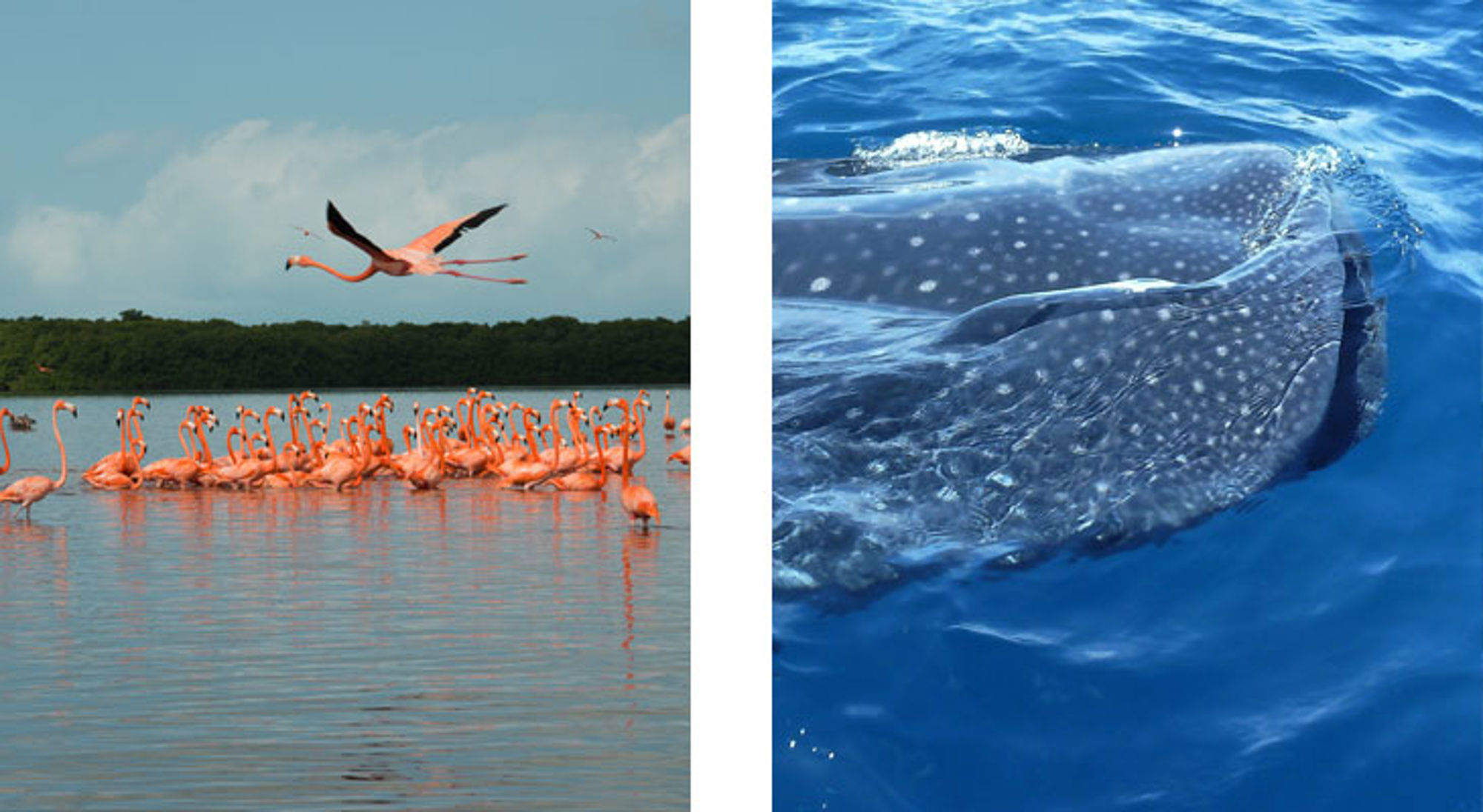 Flamingo’s in een lagune en een walvishaai vlak onder het wateroppervlak.