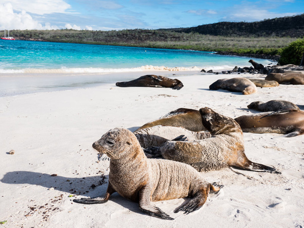 Zeeleeuwen op het witte strand van de Galapagoseilanden, Ecuador.