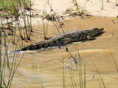 Krokodil in ondiep water tussen riet, Route Zuid-Afrika.