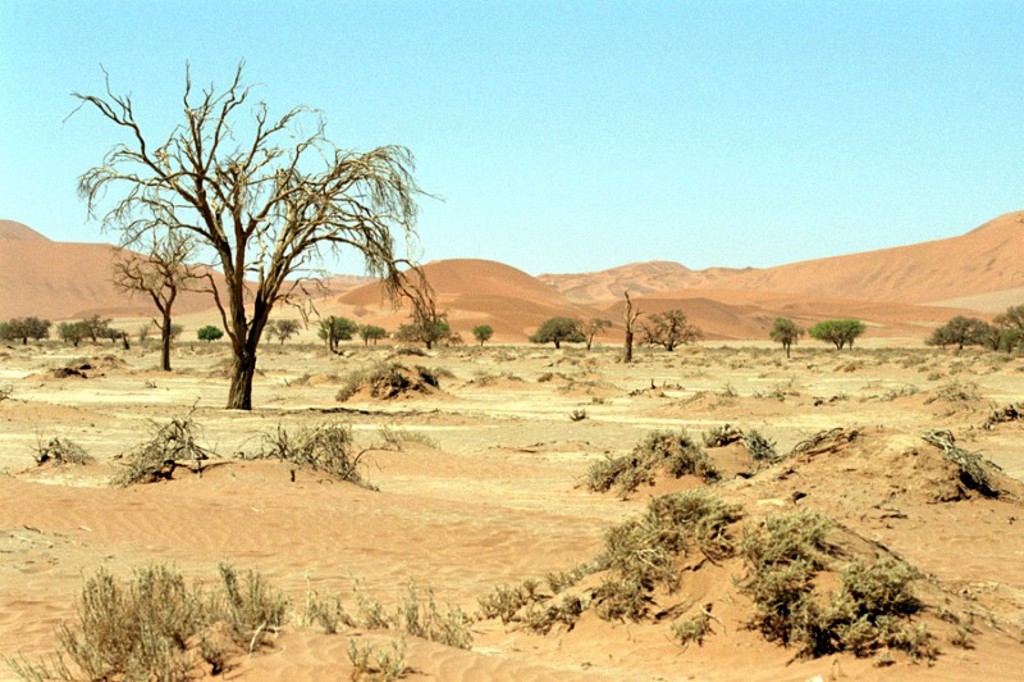 Dode bomen en duinen in de Namib-woestijn tijdens een groepsrondreis Namibië lodge/hotel.