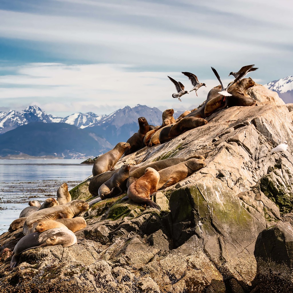 Zeeleeuwen op rotsen aan de kust van Patagonië met besneeuwde bergen op de achtergrond.