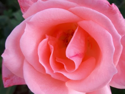 Close-up van een roze roos in bloei op Cyprus.