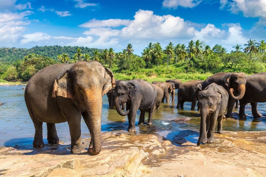 Tropisch strand met palmbomen en helderblauw water tijdens groepsrondreis Sri Lanka en Malediven.