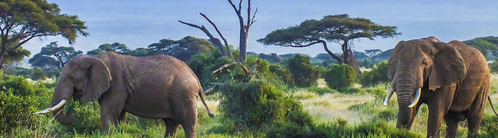 Olifanten in de savanne van Tanzania tussen acaciabomen.