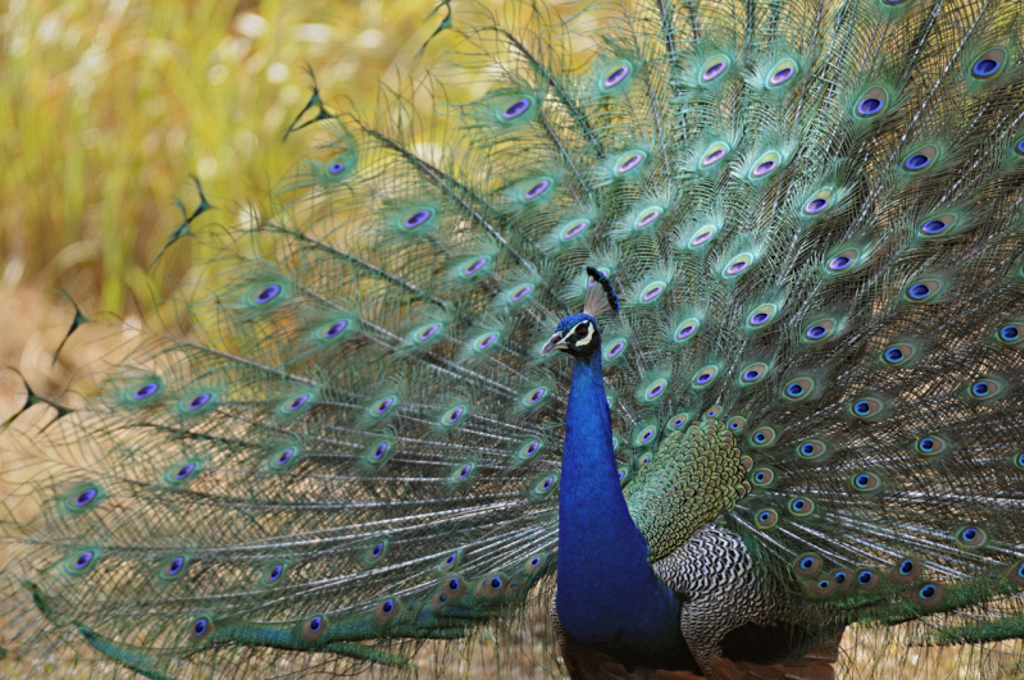 Pauw met uitgeslagen staartveren tijdens een natuurreis in India.