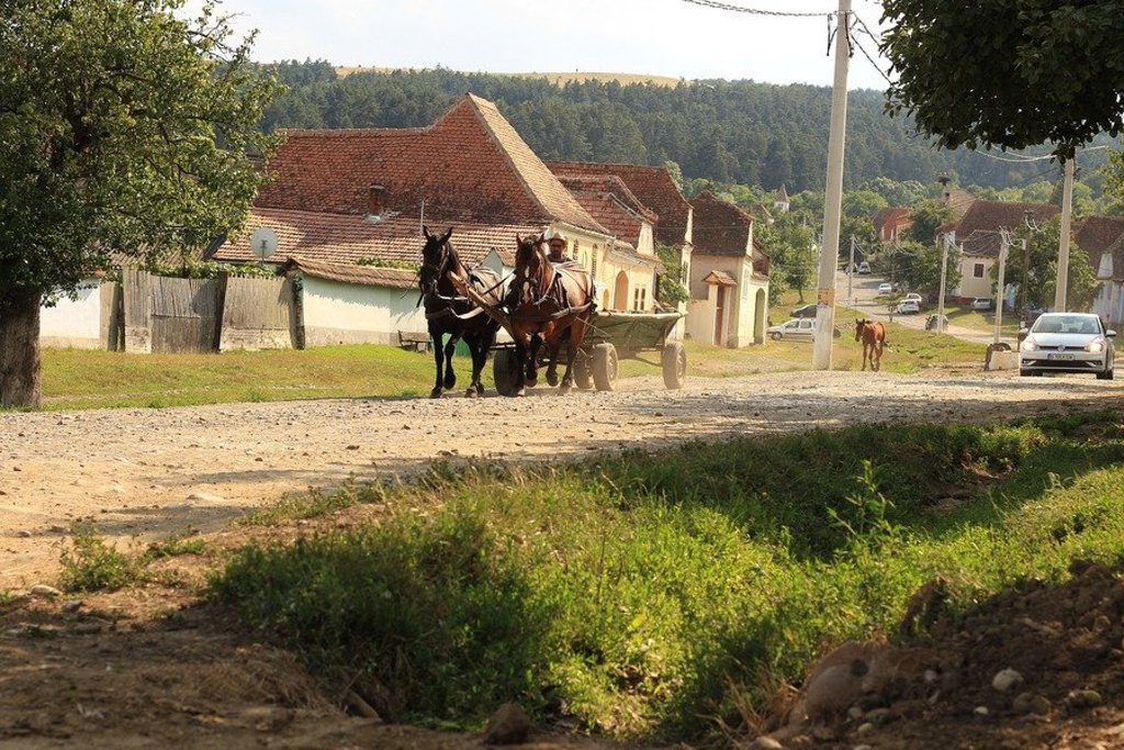 Kudde herten in een mistig bos in Roemenië tijdens een groepsrondreis.