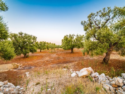 Olijfboomgaard langs de wandelroute van Alberobello naar Matera in Puglia, met stenen muurtjes en blauwe lucht.
