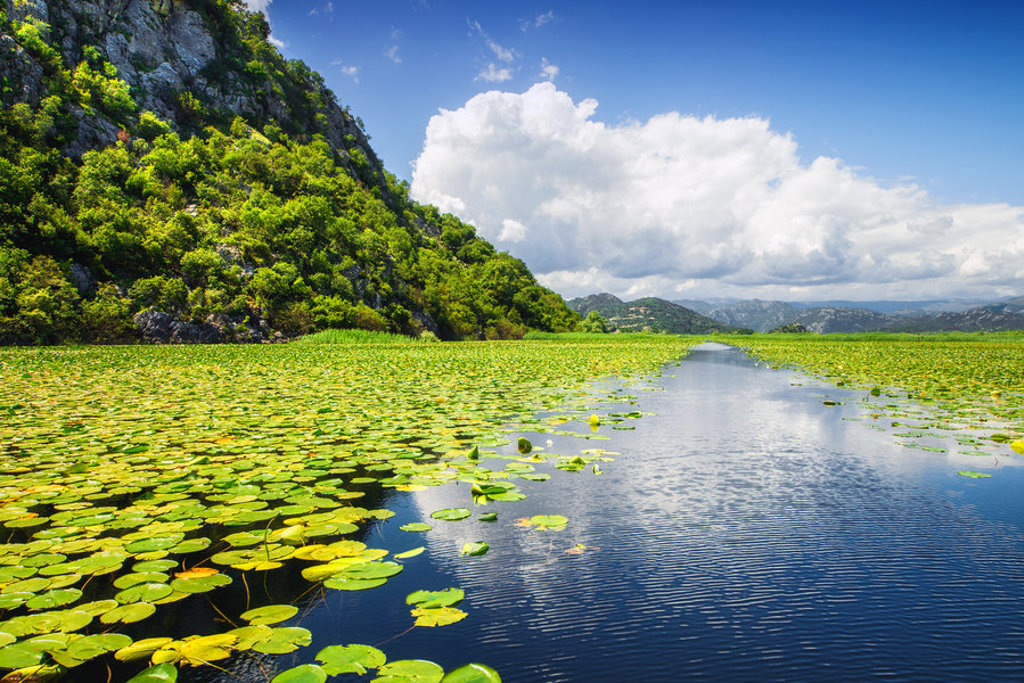 Waterlelies op het Skadarmeer in Montenegro, met groene heuvels en wolkenlucht tijdens een 22-35ers reis Balkan.
