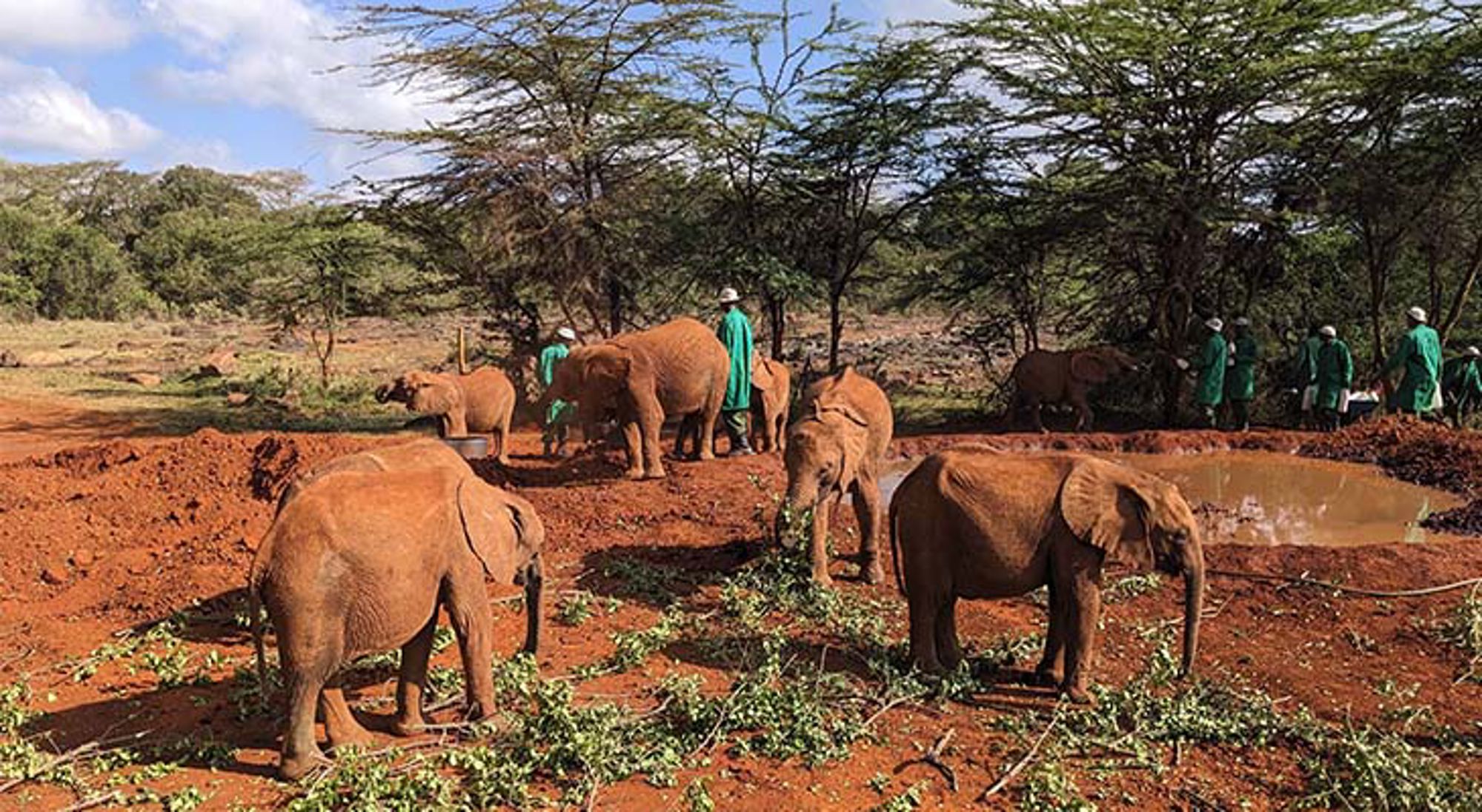 Olifanten bij Sheldrick Wildlife Trust Olifanten tussen acaciabomen op de savanne in Kenia.