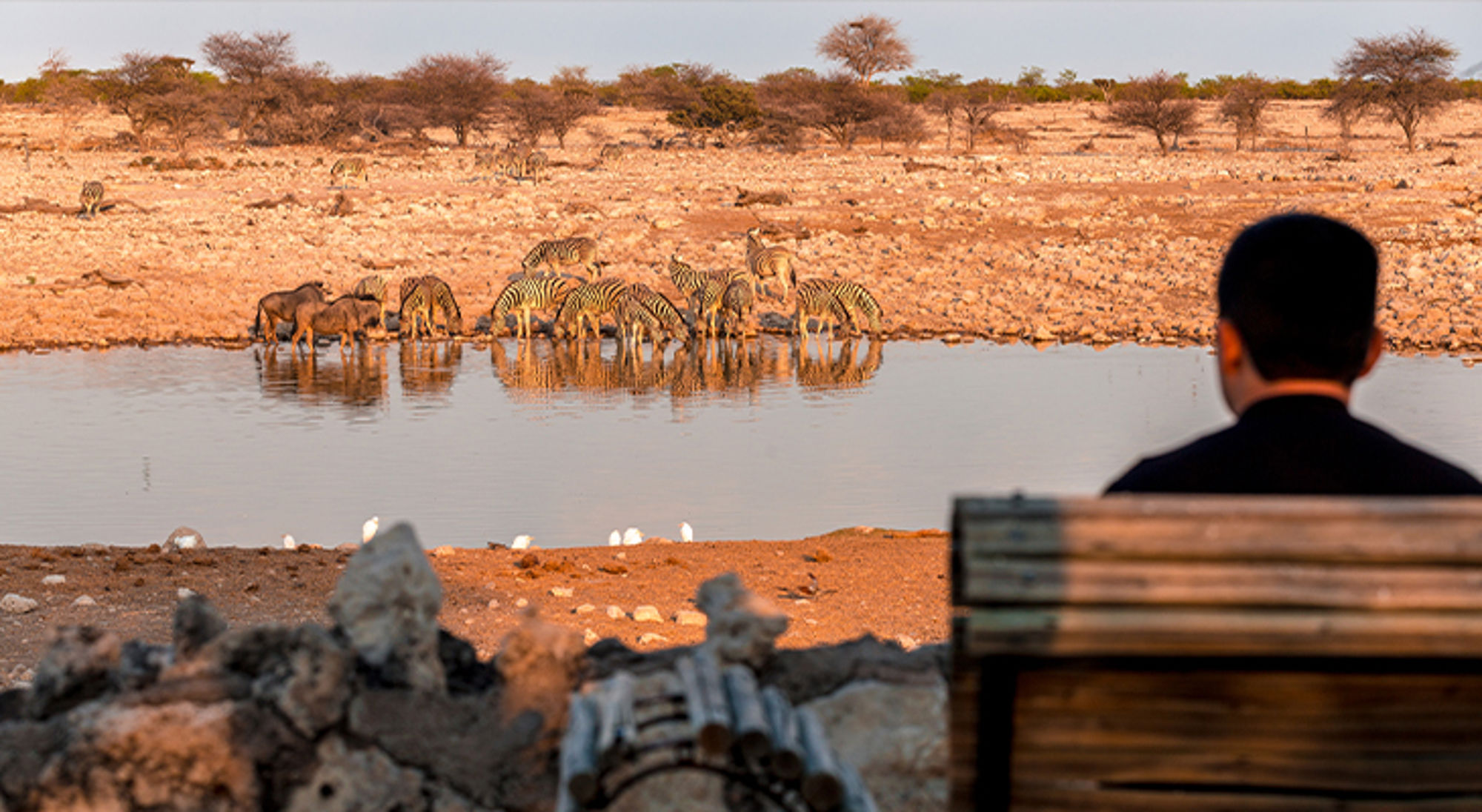 Okaukuejo Camp Etosha Namibië Zebra’s en antilopen drinken bij een waterpoel op de savanne, bekeken vanaf een lodge.