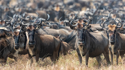 Gnoes in Serengeti National Park, Tanzania