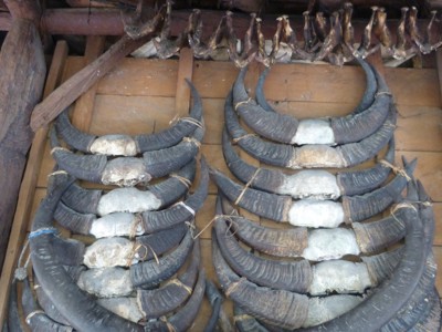 Buffelhoorns en schedels opgehangen aan het plafond van een traditioneel huis op Sumba tijdens de route Timor, Sumba & Bali.
