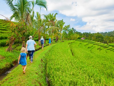 Wandeling door groene rijstterrassen met palmbomen op de route Kleine Sunda eilanden.