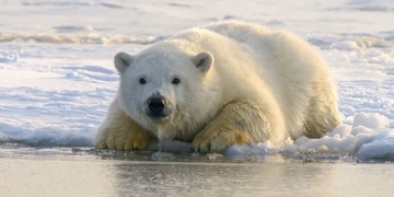 IJsbeer op smeltend zee-ijs, symbool voor de kritieke klimaatsituatie en noodzaak tot actie.
