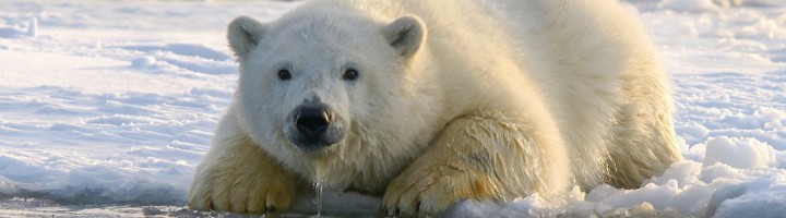 IJsbeer op smeltend zee-ijs, symbool voor de kritieke klimaatsituatie en noodzaak tot actie.