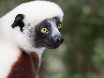 Close-up van een sifaka-lemur in Madagascar tijdens de Route Madagascar, 19 dagen.