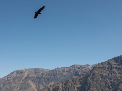 Condor zweeft boven de Andesbergen in Peru tijdens de Route Peru.