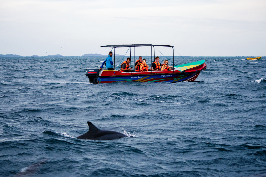 Dolfijn spotten vanaf boot tijdens 22-35ers reis Sri Lanka.