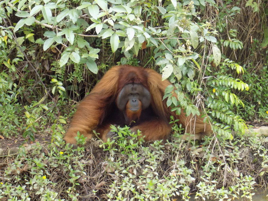 Orang-oetan in het regenwoud van Kalimantan tijdens een groepsrondreis Kalimantan, Sulawesi & Molukken.