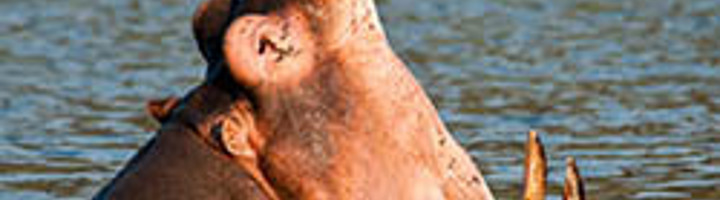 Nijlpaard gaapt in het water tijdens safari in een Afrikaans nationaal park.