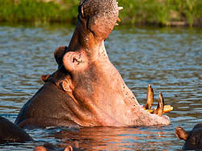 Nijlpaard gaapt in het water tijdens safari in een Afrikaans nationaal park.