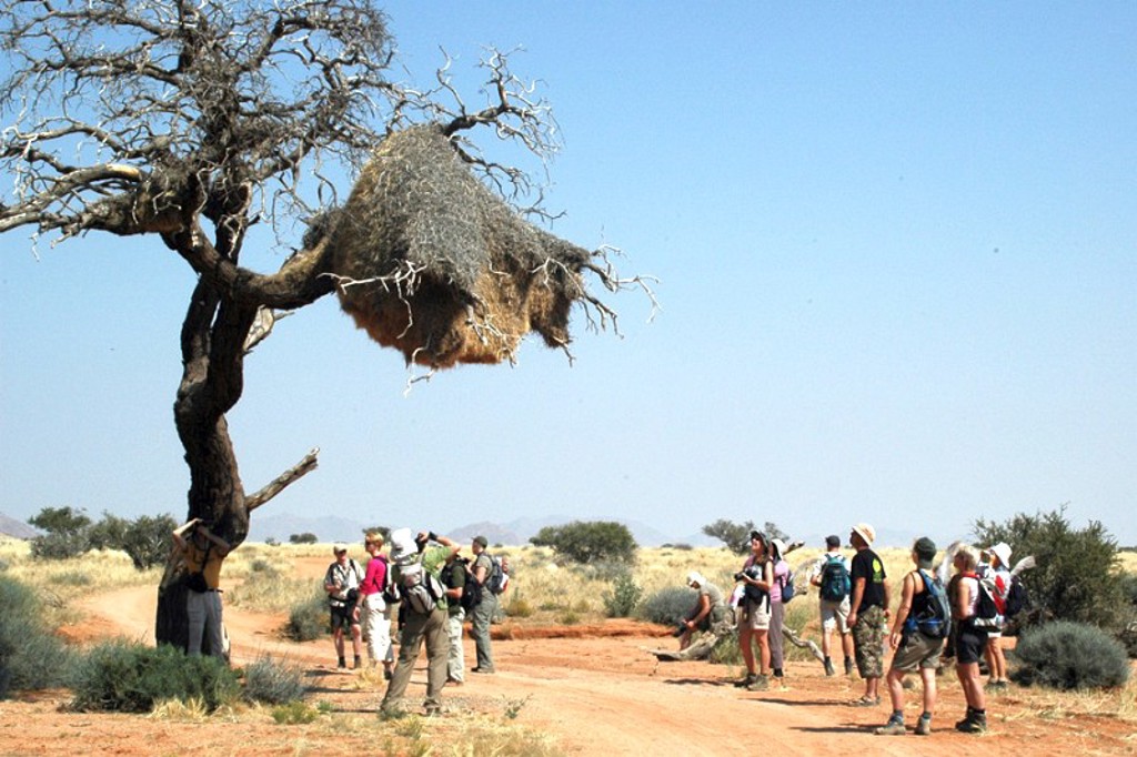 Groep reizigers tijdens kampeerreis in Zuidelijk Afrika bij een grote wevervogel-nest in een boom.