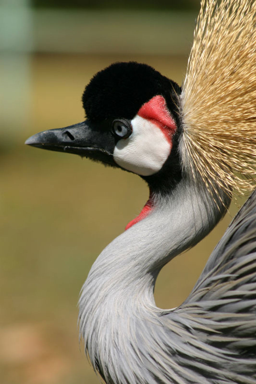 Kroonkraanvogel in Uganda tijdens groepsrondreis Uganda en Rwanda.