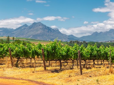Wijngaarden in Stellenbosch met berglandschap op de achtergrond, route Johannesburg–Kaapstad.