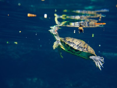 Schildpad zwemt onder water tijdens de familiereisroute door Mexico.