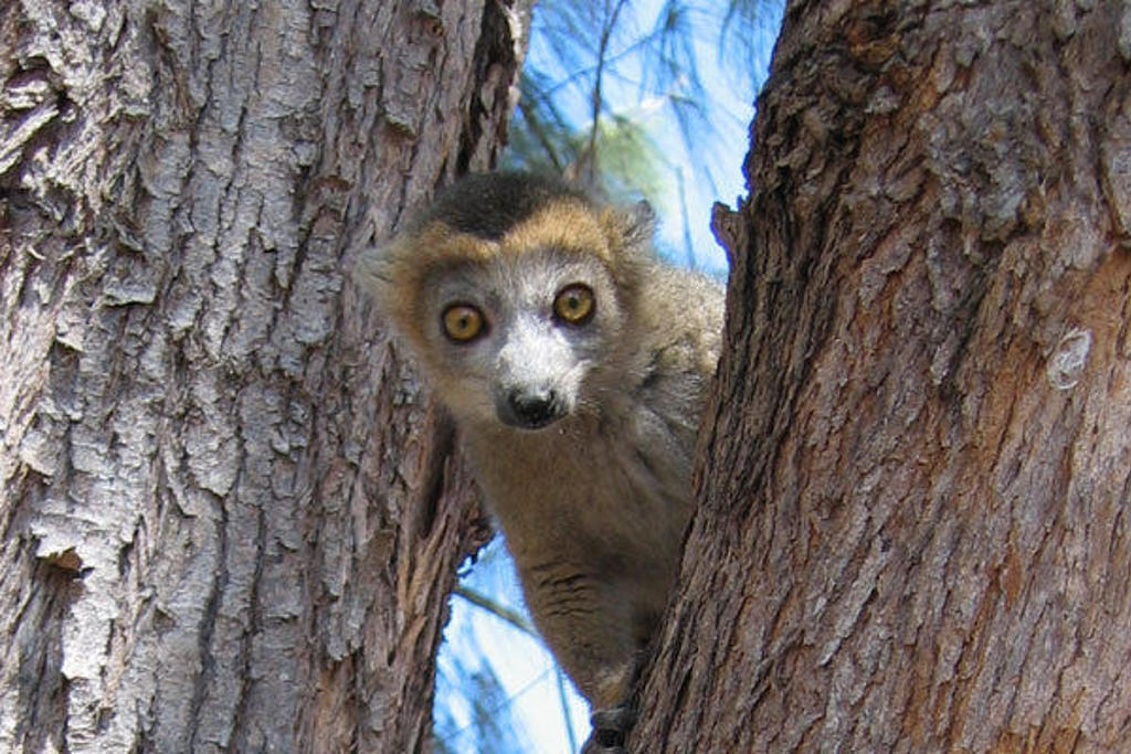 Bruine maki in een boom op Madagascar tijdens een familiereis.