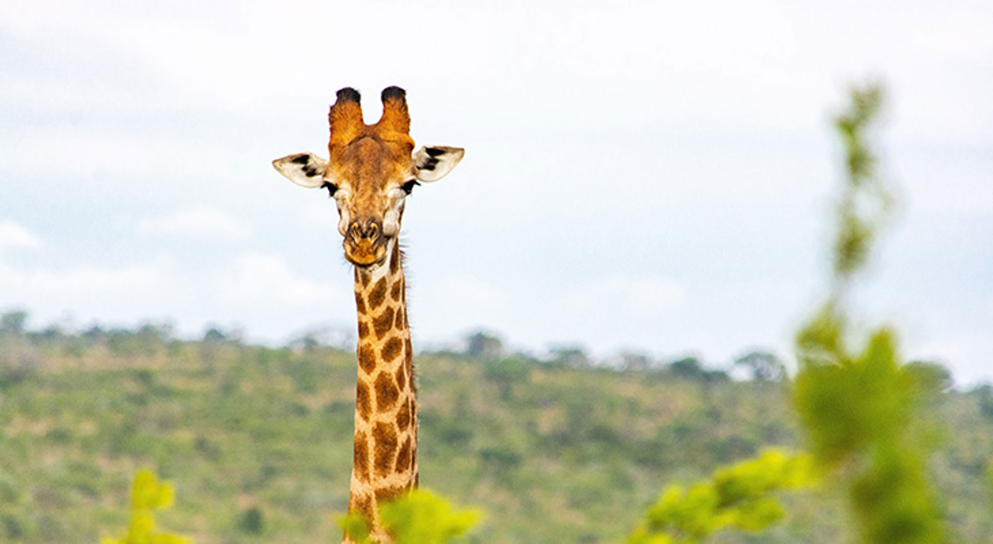 Giraffe kijkt recht in de camera in de Zuid-Afrikaanse savanne.