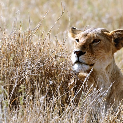Leeuwin in hoog gras tijdens safari in Tanzania, familiereis Tanzania en Zanzibar.