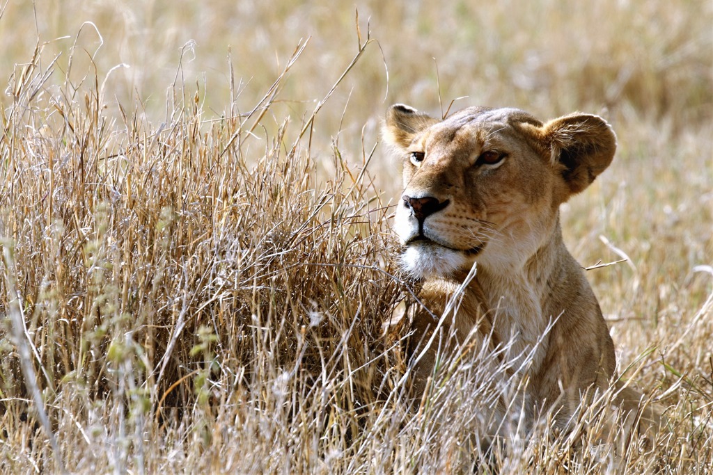 Leeuwin in hoog gras tijdens safari in Tanzania, familiereis Tanzania en Zanzibar.