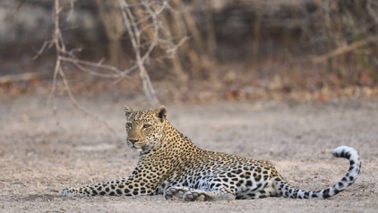 Luipaard in South Luangwa National Park, Zambia
