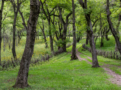 Bospad door groen loofbos in Kirgistan langs de Zijderoute-route.