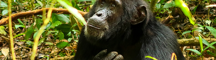 Chimpansee in het regenwoud van Oeganda, een van de top bezienswaardigheden.