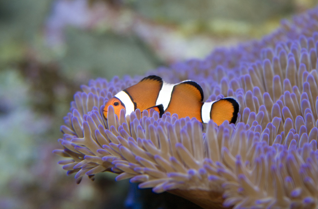 Clownvis tussen paarse zeeanemonen in het Great Barrier Reef tijdens een groepsrondreis Australië.
