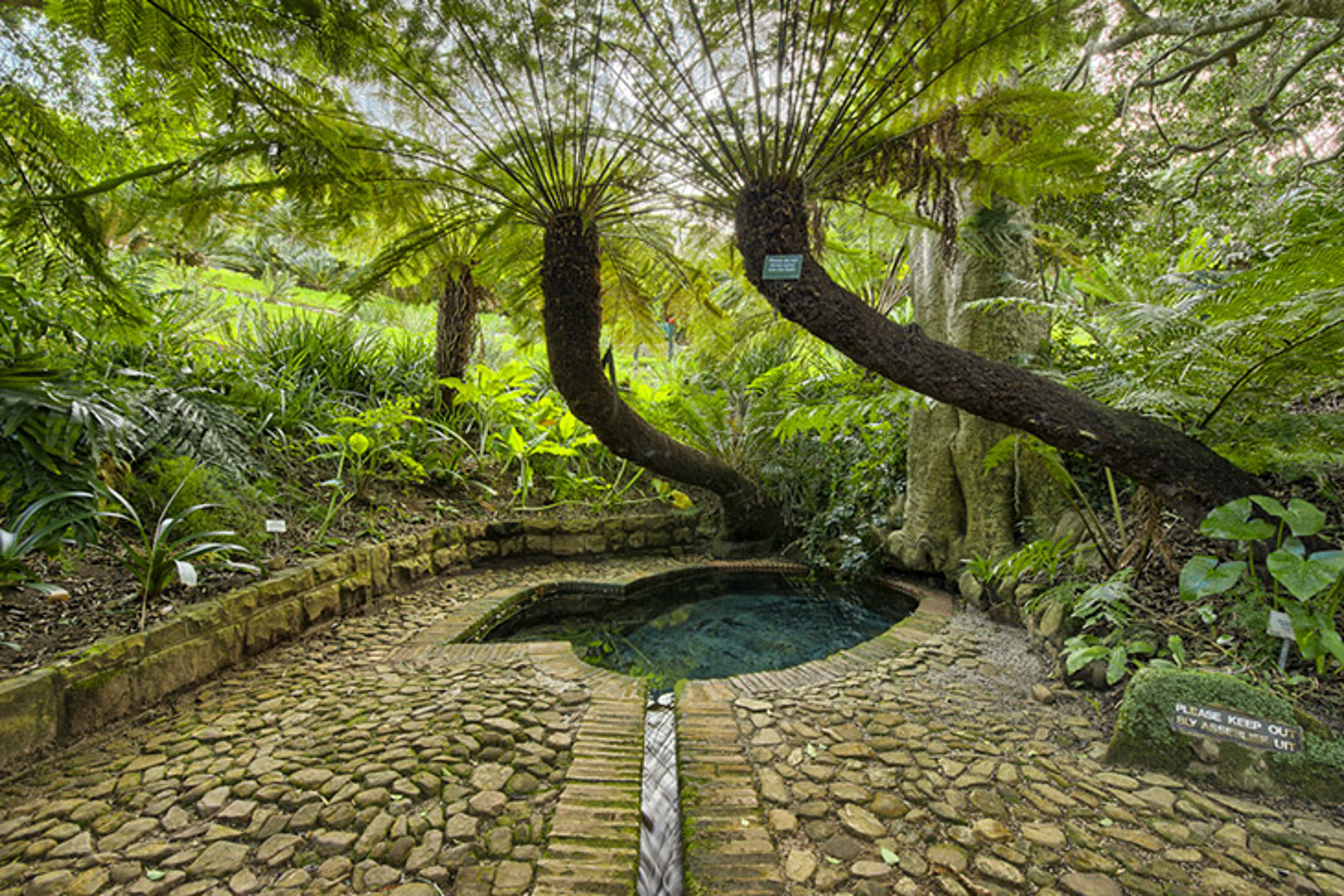Natuurlijke bron met helder water in een groene botanische tuin, omringd door varens en palmen.