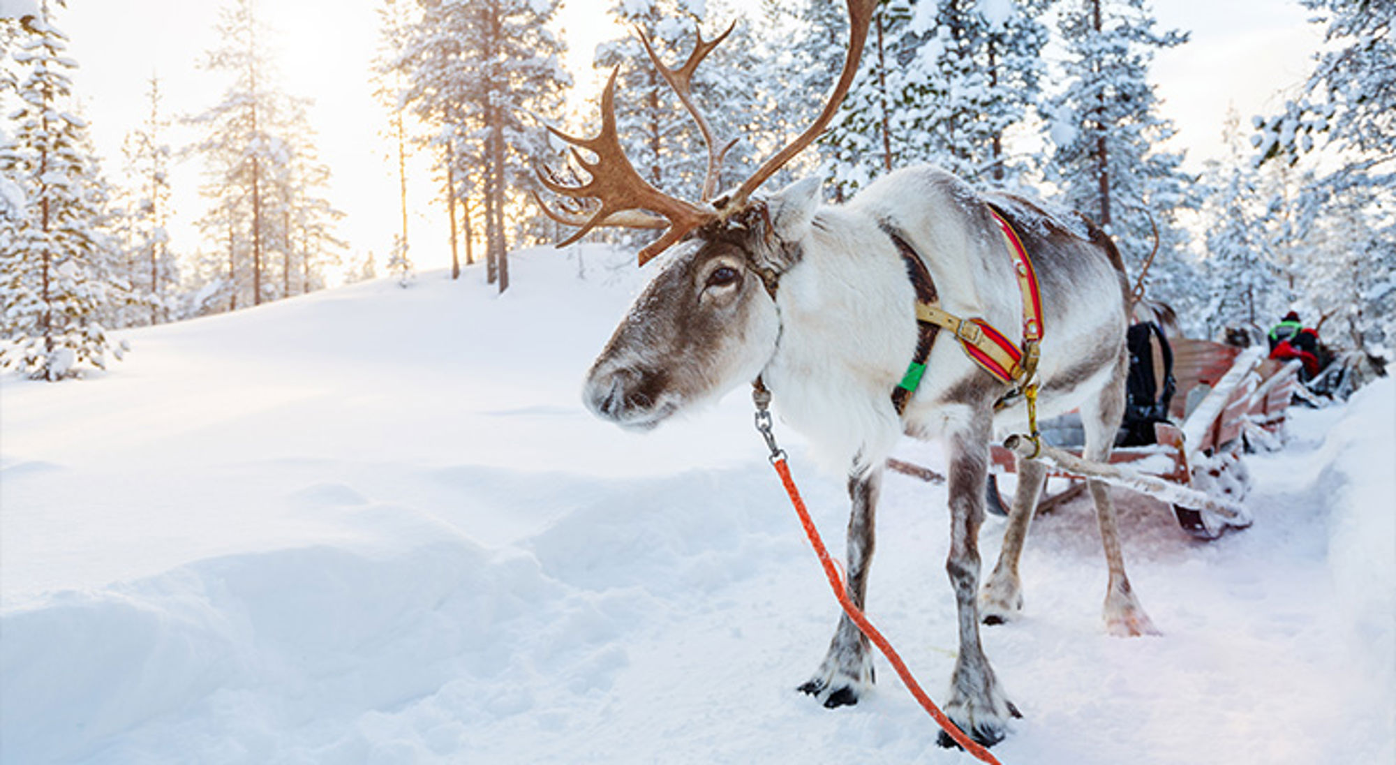 Lapland Rendier met slee in besneeuwd winterbos tijdens een tocht.