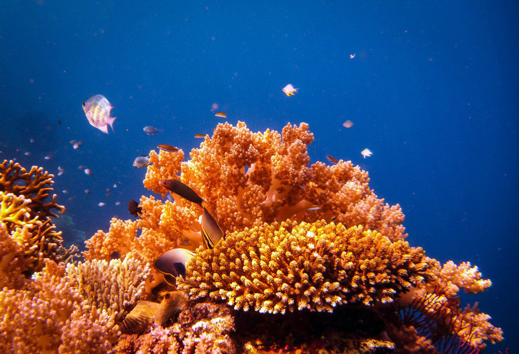 Kleurrijk koraalrif met tropische vissen in helderblauw water bij Indonesië tijdens groepsrondreis Java & Bali.